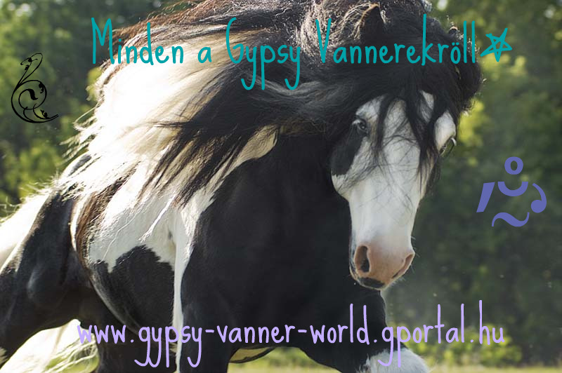 Gypsy-Vanner-World